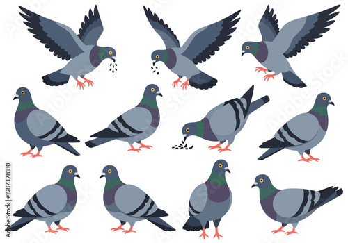 Set of Flat Vector Pigeon Illustrations Isolated on White Background. Collection of Rock Doves in Different Poses: Flying, Standing, and Pecking. Urban City Birds Graphic Elements.