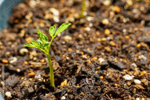 最近話題の発芽したばかりのモリンガの葉