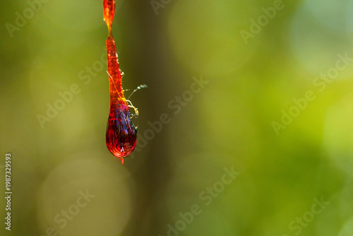 流れ落ちる杉の木の鮮やかで赤い樹液