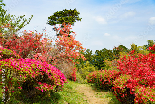 晴れた日差しとツツジ公園と青い空