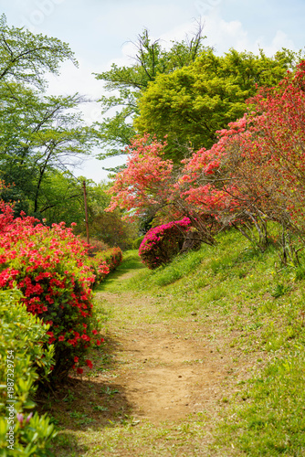 晴れた日差しとツツジ公園と青い空