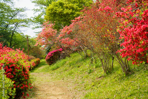 晴れた日差しとツツジ公園と青い空