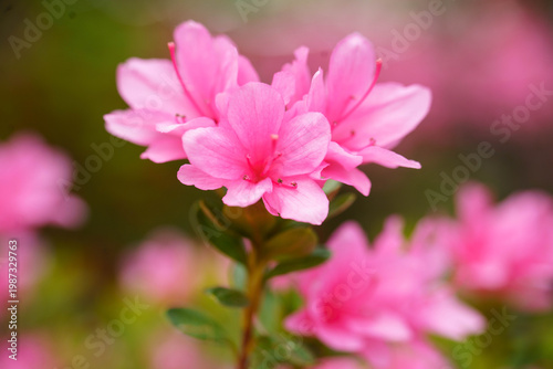 ピンク色の鮮やかな可愛いつつじ