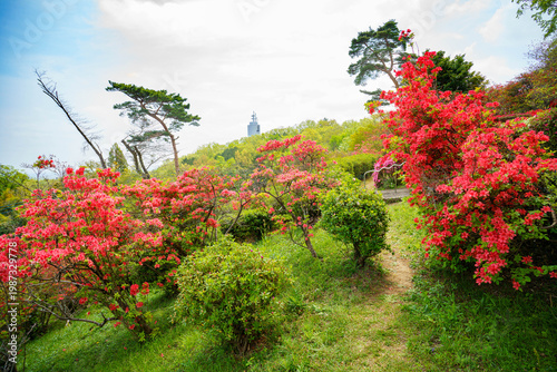 晴れた日差しとツツジ公園と青い空