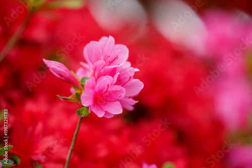 ピンク色の鮮やかな可愛いつつじ