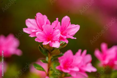 ピンク色の鮮やかな可愛いつつじ