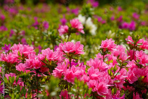 優しいピンク色のツツジ