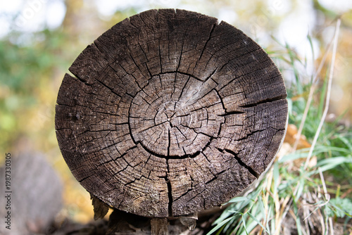 Tree trunk cross section wood rings texture natural pattern closeup