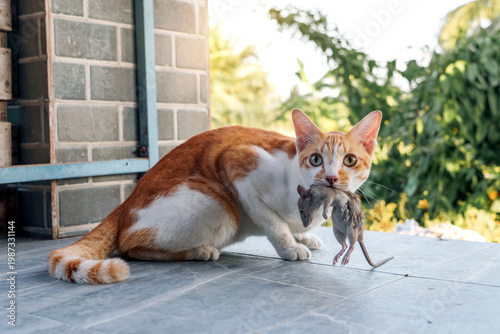Bild auf Leinwand Ginger white domestic cat successfully hunts a mouse and holds its prey in its mouth its eyes wide with alertness on floor tiles at front porch front of home amidst the morning light