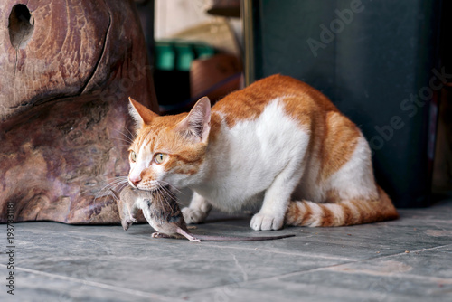 Obraz na płótnie Ginger white cat successfully hunts a mouse and holds its prey in its mouth on floor tiles at front porch front of home