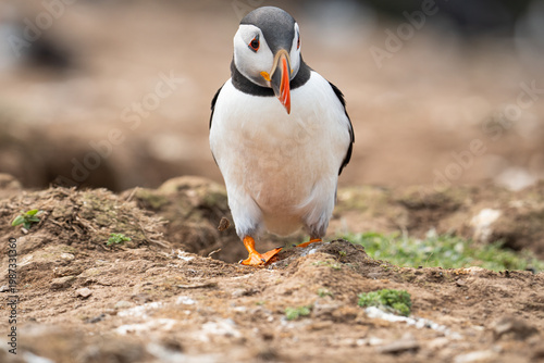 Front-facing full body portrait of an Atlantic Puffin (Fratercula arctica) standing on a dirt mound near its nesting burrow against a blurred earthy background on Skomer Island, Wales, UK.