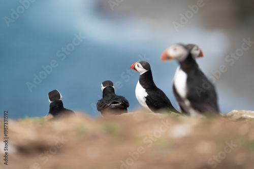 Group of Atlantic Puffins (Fratercula arctica) resting on a cliff edge with one bird in sharp profile focus against a blurred blue ocean background on Skomer Island, Pembrokeshire, Wales, UK.