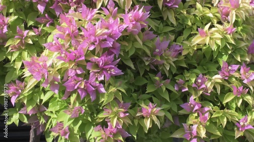 close-up shot of a lush bougainvillea bush with bright pink bracts and light green leaves growing and waving in a sunny outdoor garden with soft breeze
