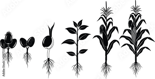 Corn plant growth stages vector illustration, maize germination sequence, seed to mature plant lifecycle, agricultural development process, botanical growth diagram isolated on white background