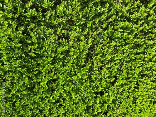 Ovalblättrige Liguster, Ligustrum ovalifolium, auch Wintergrüner Liguster genannt