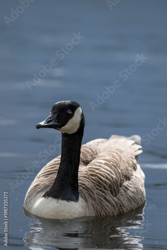 Canada goose swimming on calm water
