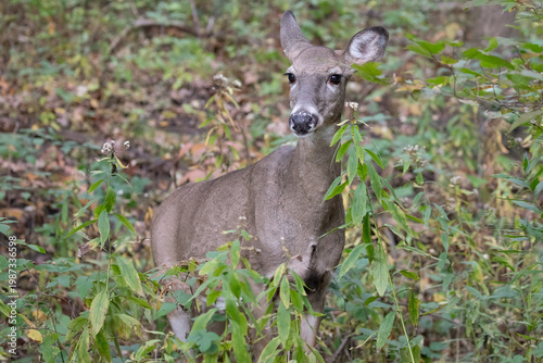 White Tailed Deer Doe (Odocoileus virginianus) Standing in Forest Undergrowth Ontario Canada Wildlife
