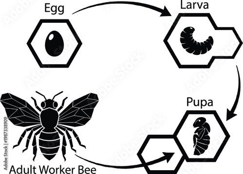 Life cycle of a bee, stages of development, from egg to worker bee life cycle stages of bee development