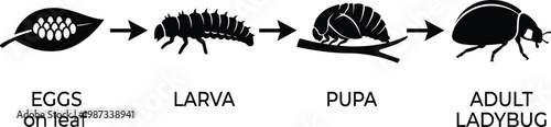 Life cycle of a ladybug, stages from eggs to larva pupa