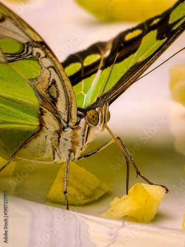 Quadro su tela A Siproeta stelenes (malachite) brush-footed butterfly