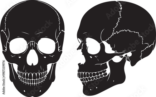 Anatomical illustrations of a human skull viewed frontally and laterally