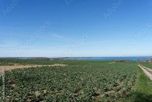 Am Salzhaff Baltic Sea agricultural landscape under blue sky