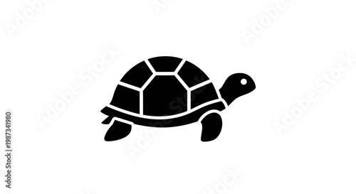 turtle isolated on white background