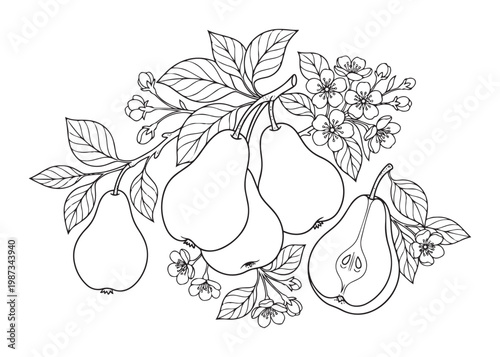 Pear vector illustration set with pears, blossoms, and leaves on branches, hand drawn style.
