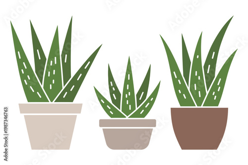 Three aloe vera plants in different sized ceramic pots isolated on transparent background flat vector illustration set