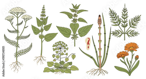 Collection of medicinal herbs and plants with roots and flowers isolated isolated on white background