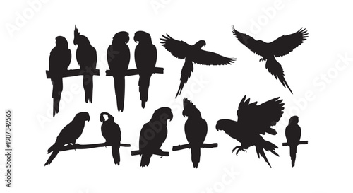 Parrot silhouettes set, various birds in different poses, from sitting to flying, perfect for nature designs.