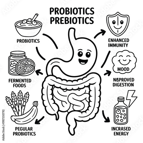 Probiotics prebiotics and gut health an illustrated diagram