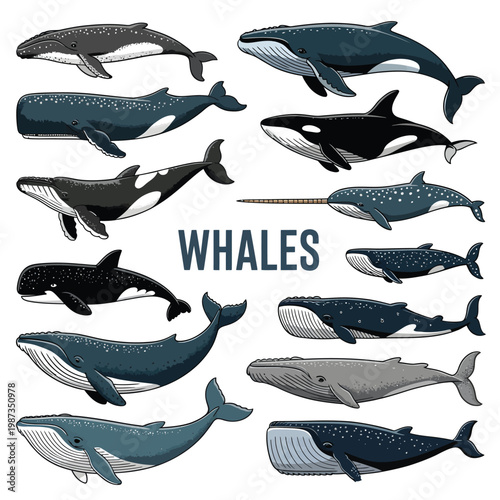 Diverse collection of illustrated whales and a narwhal in varying poses