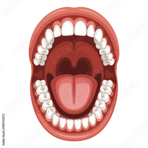 Anatomical illustration of an open mouth showing teeth and tongue