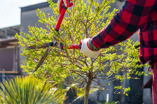 Bild auf Leinwand Pruning Salix integra Hakuro-Nishiki in the garden, spring maintenance of decora