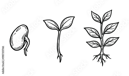 Hand-drawn vector illustrating seed germination and early plant development. Perfect for educational, scientific, or natural design projects.
