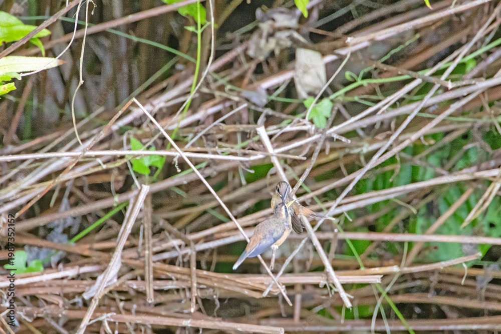 Fototapeta premium Hummingbird feeding in forest branches Panama