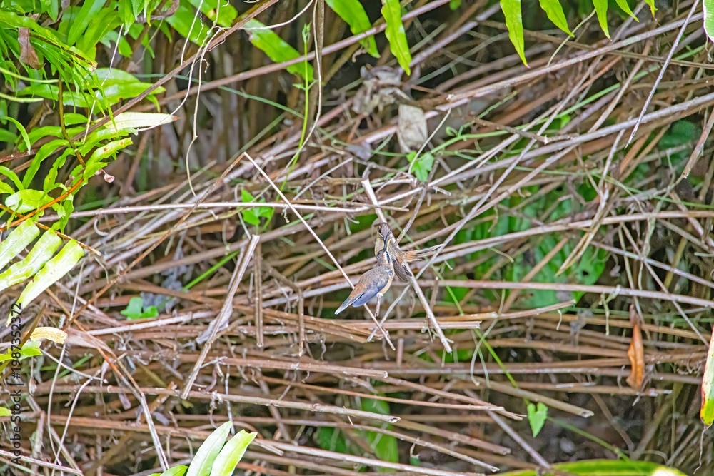 Fototapeta premium Hummingbird hovering near nest Panama