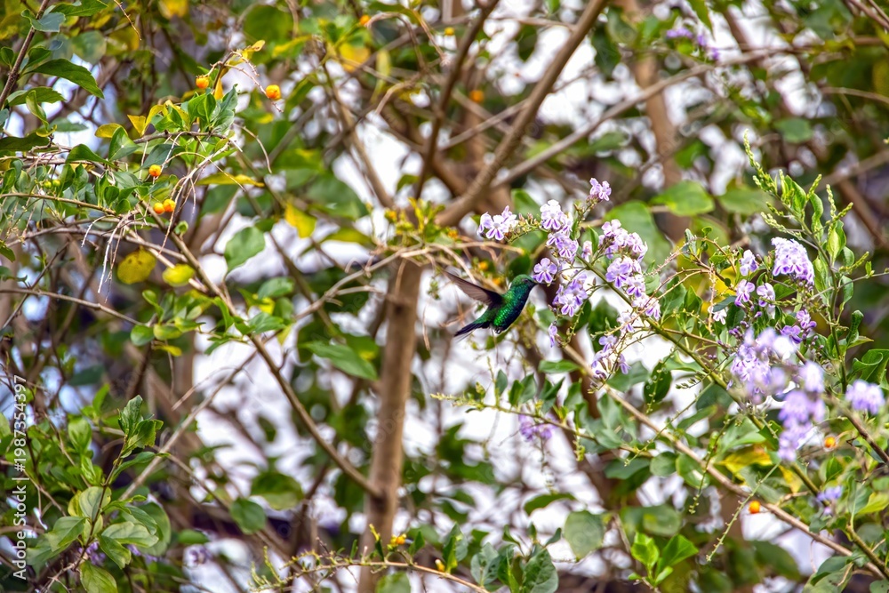 Fototapeta premium Hummingbird hovering at flowers Panama