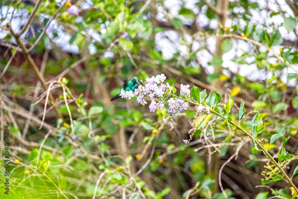 Fototapeta premium Green hummingbird feeding on flower Panama