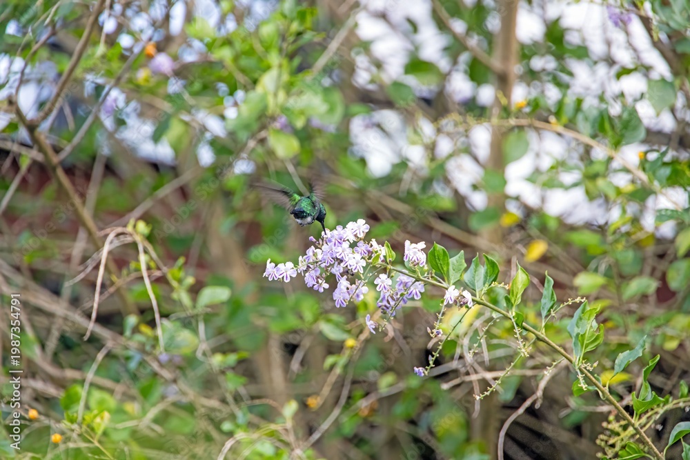 Fototapeta premium Green hummingbird feeding on purple flowers