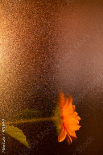 Sunflower at bottom behind frosted textured glass botanical background