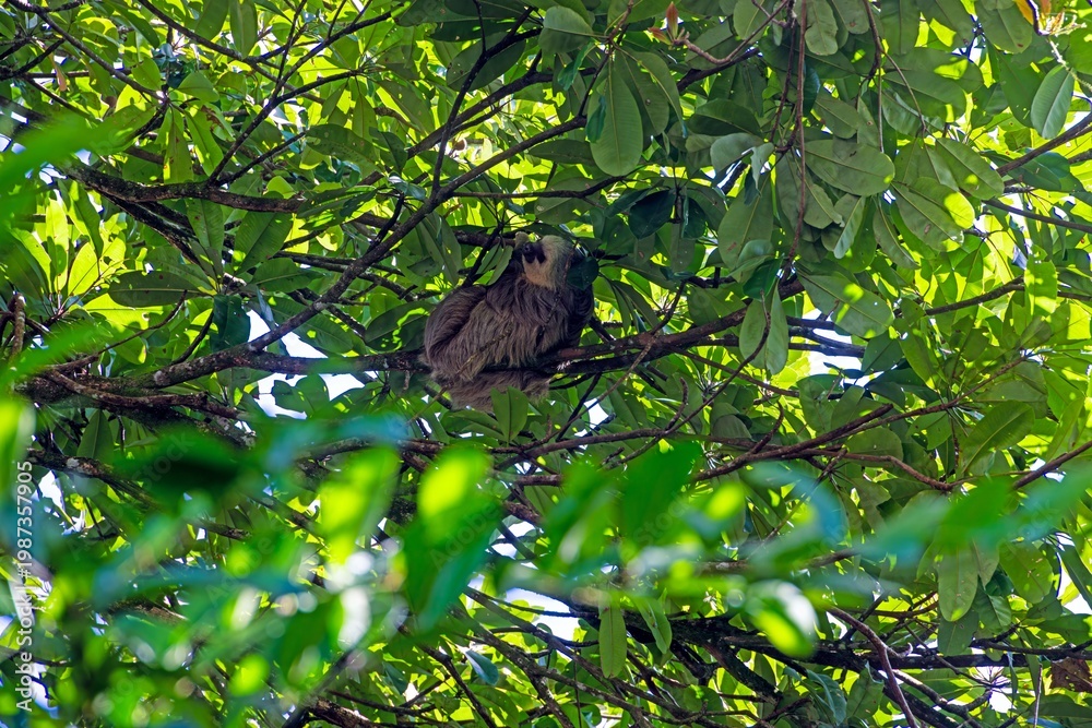 Fototapeta premium Sloth resting in tropical tree Panama