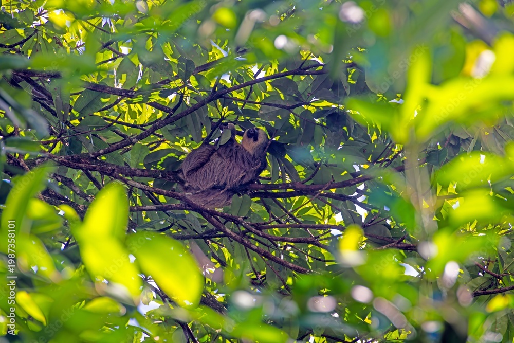 Fototapeta premium Sloth resting in tree Panama