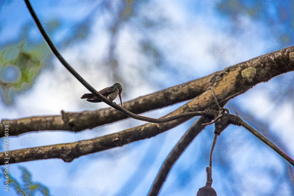 Fototapeta premium Hummingbird resting on branch in tropical forest Panama