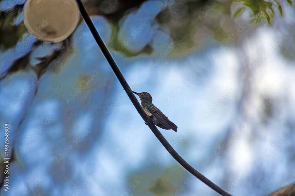 Fototapeta premium Rufous tailed hummingbird perched on branch Panama