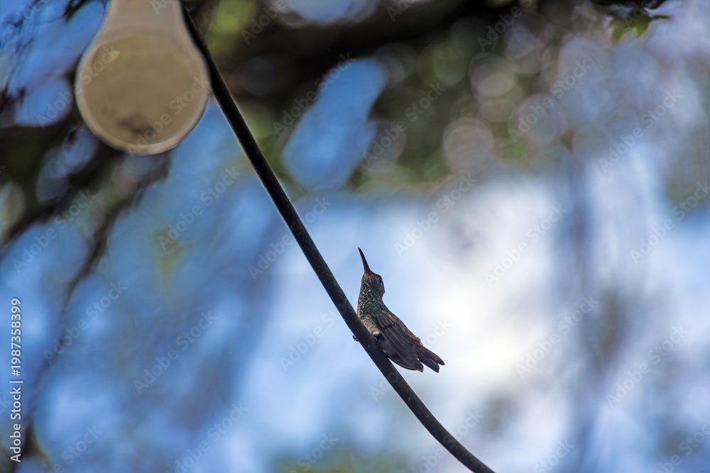 Fototapeta premium Rufous tailed hummingbird perched on branch Panama