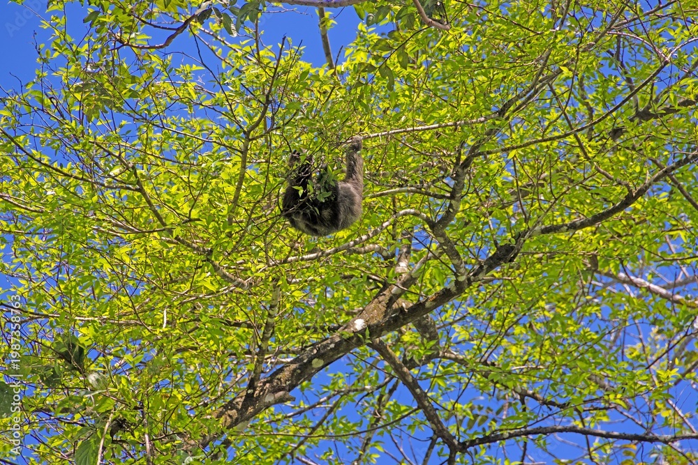 Fototapeta premium Sloth climbing tree in tropical rainforest Panama wide view
