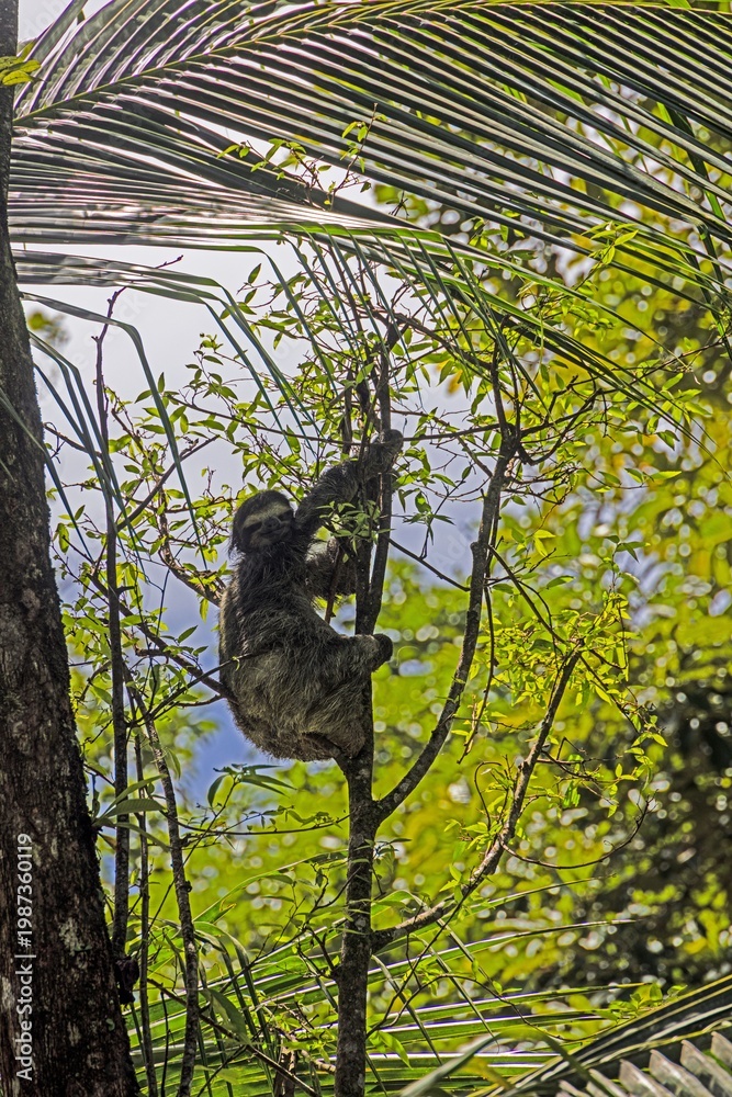 Fototapeta premium Sloth climbing in tropical tree in Panama