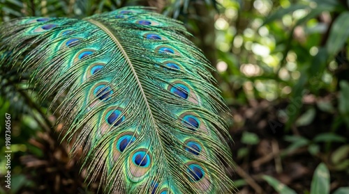 Wallpaper Mural Vibrant Peacock Feather, Nature Exploration, Lush Jungle, Photography, Close-Up View, Colorful Patterns Torontodigital.ca